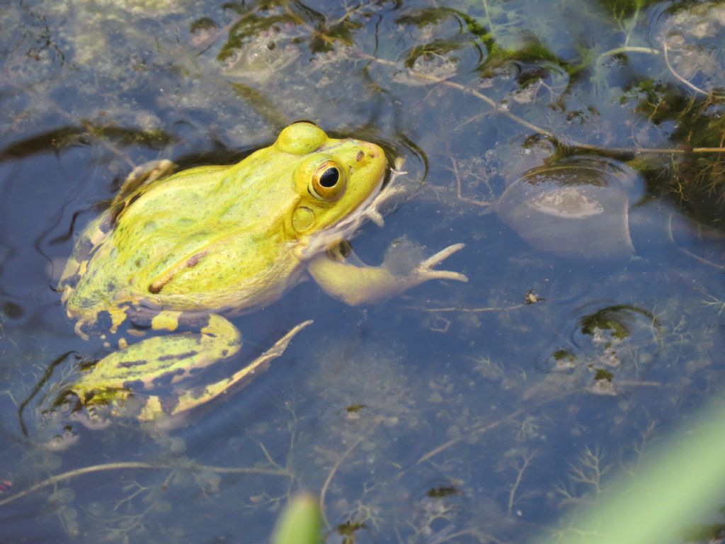 Fregola di Pelophylax kl. esculentus: la colorazione